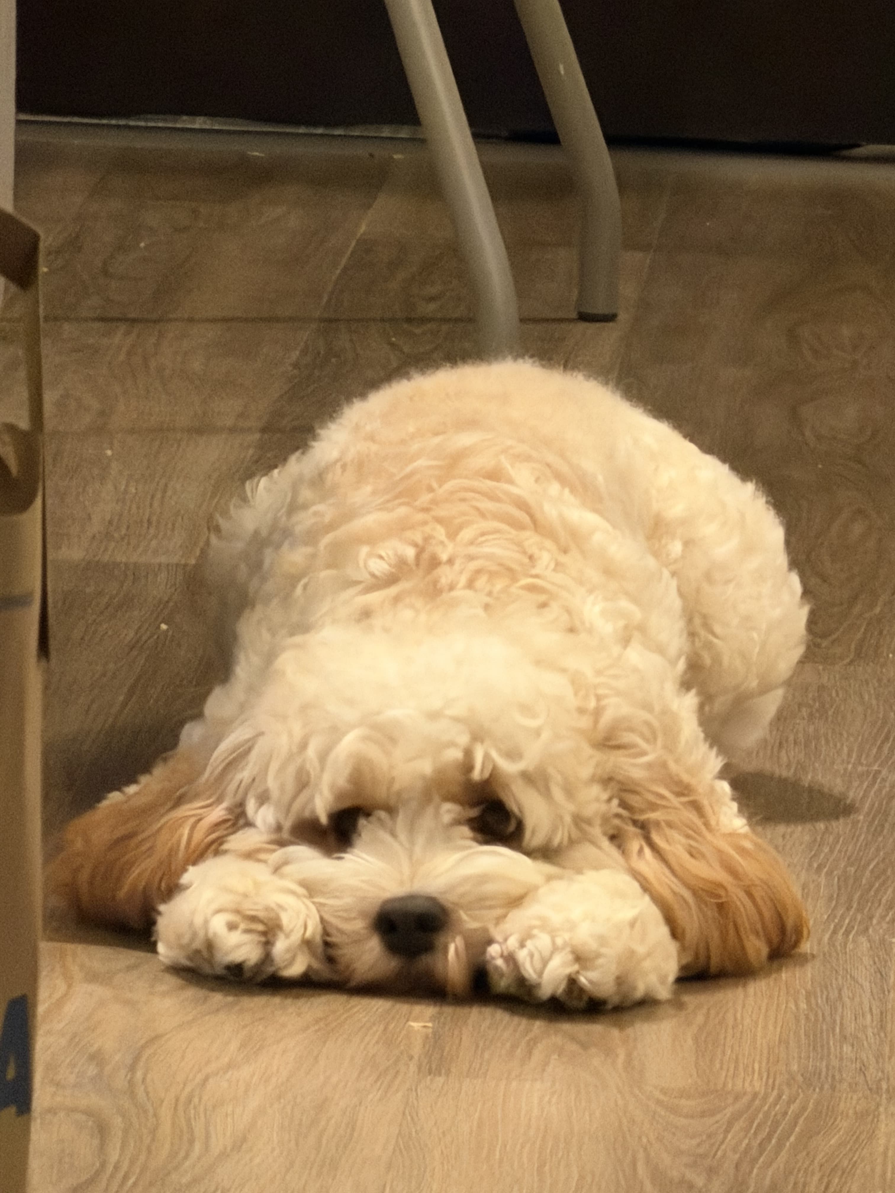 Soso the cat posing with regal confidence